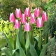 Tulipan Early Surprise - GIGA paczka! - 250 szt.