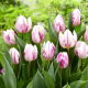 Tulipan Flaming Prince - GIGA paczka! - 250 szt.