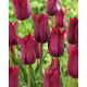 Tulipan Merlot - duża paczka! - 50 szt.