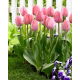 Tulipan Mystic Van Eijk - duża paczka! - 50 szt.