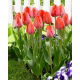 Tulipan Orange Van Eijk - GIGA paczka! - 250 szt.