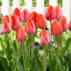 Tulipan Orange Van Eijk - GIGA paczka! - 250 szt.