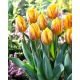 Tulipan Prinses Margriet - 5 szt.