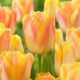 Tulipan Salmon Dynasty - GIGA paczka! - 250 szt.