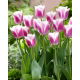 Tulipan Siesta - duża paczka! - 50 szt.