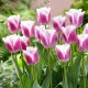 Tulipan Siesta - duża paczka! - 50 szt.
