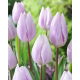 Tulipan Silver Cloud - duża paczka! - 50 szt.