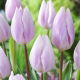 Tulipan Silver Cloud - duża paczka! - 50 szt.