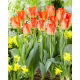 Tulipan American Dream - 5 szt.