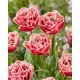 Tulipan Brest - 5 szt.