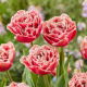 Tulipan Brest - duża paczka! - 50 szt.