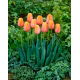 Tulipan Dordogne - GIGA paczka! - 250 szt.