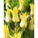 Tulipan Florijn Chic - duża paczka! - 50 szt.