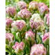 Tulipan Ice Tea - GIGA paczka! - 250 szt.