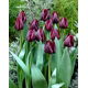 Tulipan Ronaldo - GIGA paczka! - 250 szt.