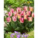 Tulipan Yasmine - GIGA paczka! - 250 szt.