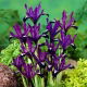 Irys Purple Gem - GIGA paczka! - 500 szt.