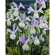 Irys holenderski Silvery Beauty - GIGA paczka! - 500 szt.