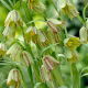 Szachownica hermońska - Fritillaria hermonis ssp. amana - GIGA paczka! - 250 szt.