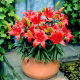 Lilia miniaturka - Crimson Pixie - GIGA paczka! - 50 szt.