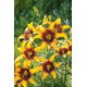 Lilia - Yellow & Brown - GIGA paczka! - 50 szt.