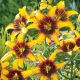 Lilia - Yellow & Brown - GIGA paczka! - 50 szt.
