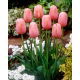 Tulipan Menton - duża paczka! - 50 szt.