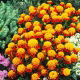 Aksamitka Orange Flame - rozpierzchła, anemonowa