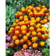 Aksamitka Orange Flame - rozpierzchła, anemonowa