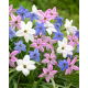 Ipheion - Ifejon - mix - GIGA paczka! - 500 szt.
