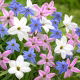 Ipheion - Ifejon - mix - GIGA paczka! - 500 szt.