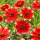 Dalia - Dahlegria Bicolore