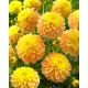 Dalia - Bocherell