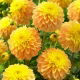 Dalia - Bocherell
