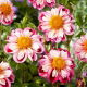 Dalia - Bumble Rumble