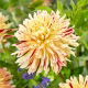 Dalia - Cambridge