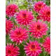 Dalia - Cherry Cake - GIGA paczka! - 50 szt.
