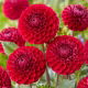 Dalia - Cornel - pomponowa