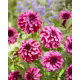 Dalia - Cranberry Classic