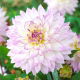 Dalia - Crazy Love - GIGA paczka! - 50 szt.