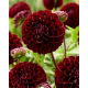 Dalia - Dark Spirit - pomponowa - GIGA paczka! - 50 szt.