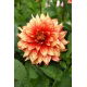 Dalia - Dazzling Magic - GIGA paczka! - 50 szt.
