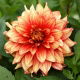 Dalia - Dazzling Magic