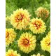 Dalia - Dazzling Sun - GIGA paczka! - 50 szt.
