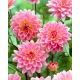 Dalia - Gerrie Hoek
