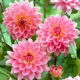 Dalia - Gerrie Hoek