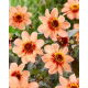 Dalia - HS First Love - GIGA paczka! - 50 szt.