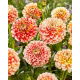 Dalia - Jowey Fantasy - GIGA paczka! - 50 szt.