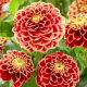 Dalia - Jowey Hubert