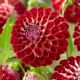 Dalia - Jowey Joshua